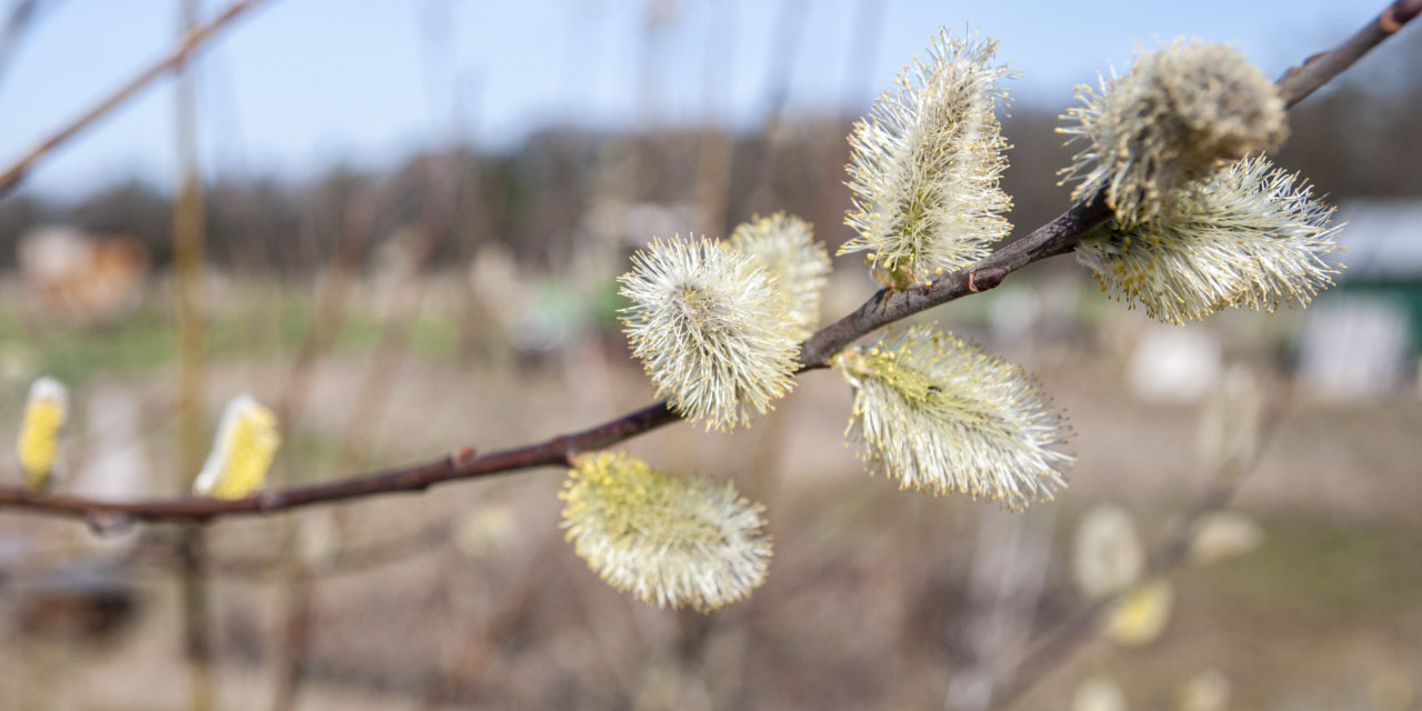 Frühling 2021 auf dem Acker